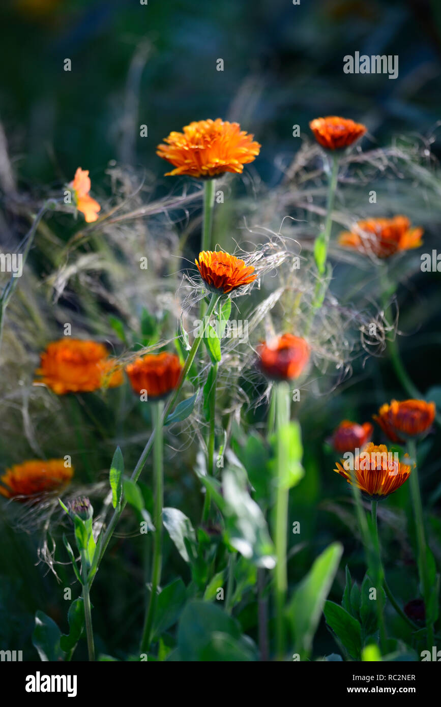 Calendula officinalis indischen Prinzen, Ringelblume, Ringelblumen, orange Blumen, Blüte, Jahrbücher, jährliche Blumen, RM Floral Stockfoto