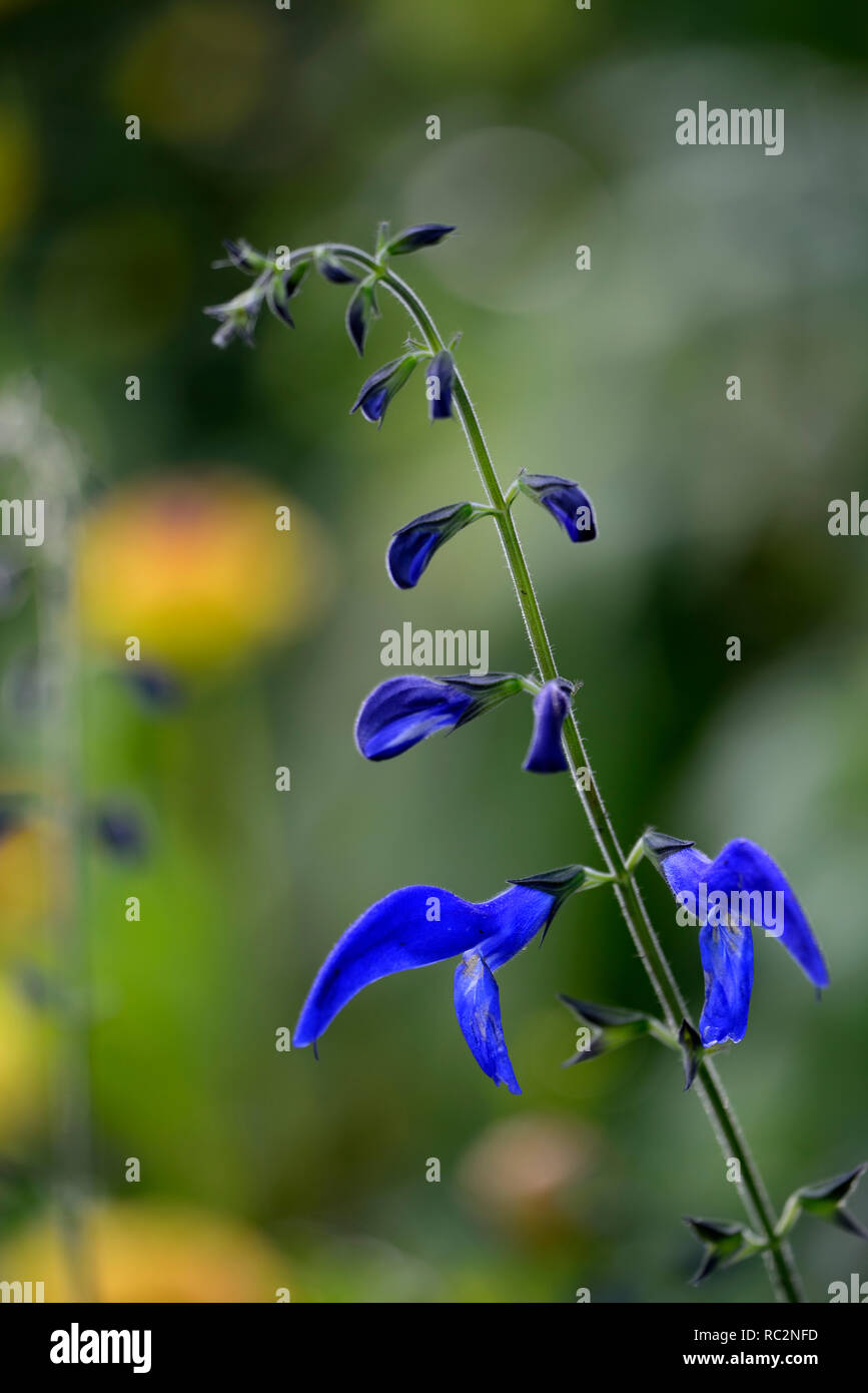 Salvia patens Guanajuato, Enzian, Salbei, salvias, intensiv blaue Blumen, Blüte, mehrjährig, RM Floral Stockfoto