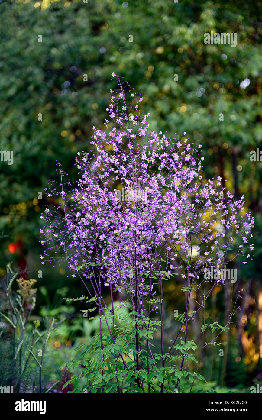 Thalictrum Elin, hohe Wiese rue, Lacy blau-grüne Laub, violett, lila Blumen, Blüte, RM floral Stockfoto