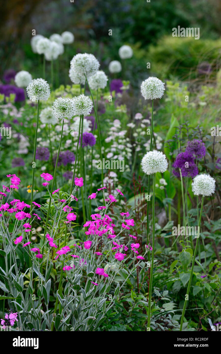 Allium Purple Sensation, Allium Mount Everest, Lupinus coronaria Hügel, rosa weiß lila Blüten, Blütezeit, Mix, Gemischt, Kombination, Bett, Grenze, Werk Stockfoto