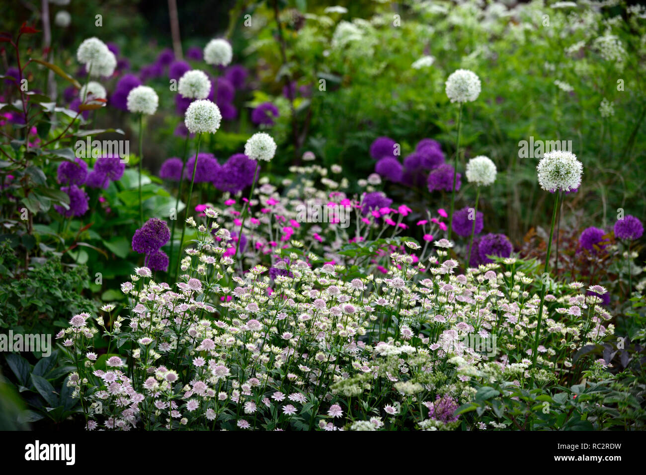 Astrantia Bo Ann, Allium Purple Sensation, Allium Mount Everest, Lupinus coronaria Hügel, rosa weiß lila Blüten, Blütezeit, Mix, Gemischt, Kombination Stockfoto