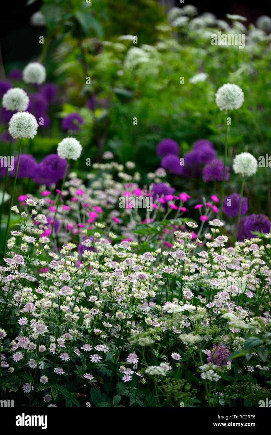Astrantia Bo Ann, Allium Purple Sensation, Allium Mount Everest, Lupinus coronaria Hügel, rosa weiß lila Blüten, Blütezeit, Mix, Gemischt, Kombination Stockfoto