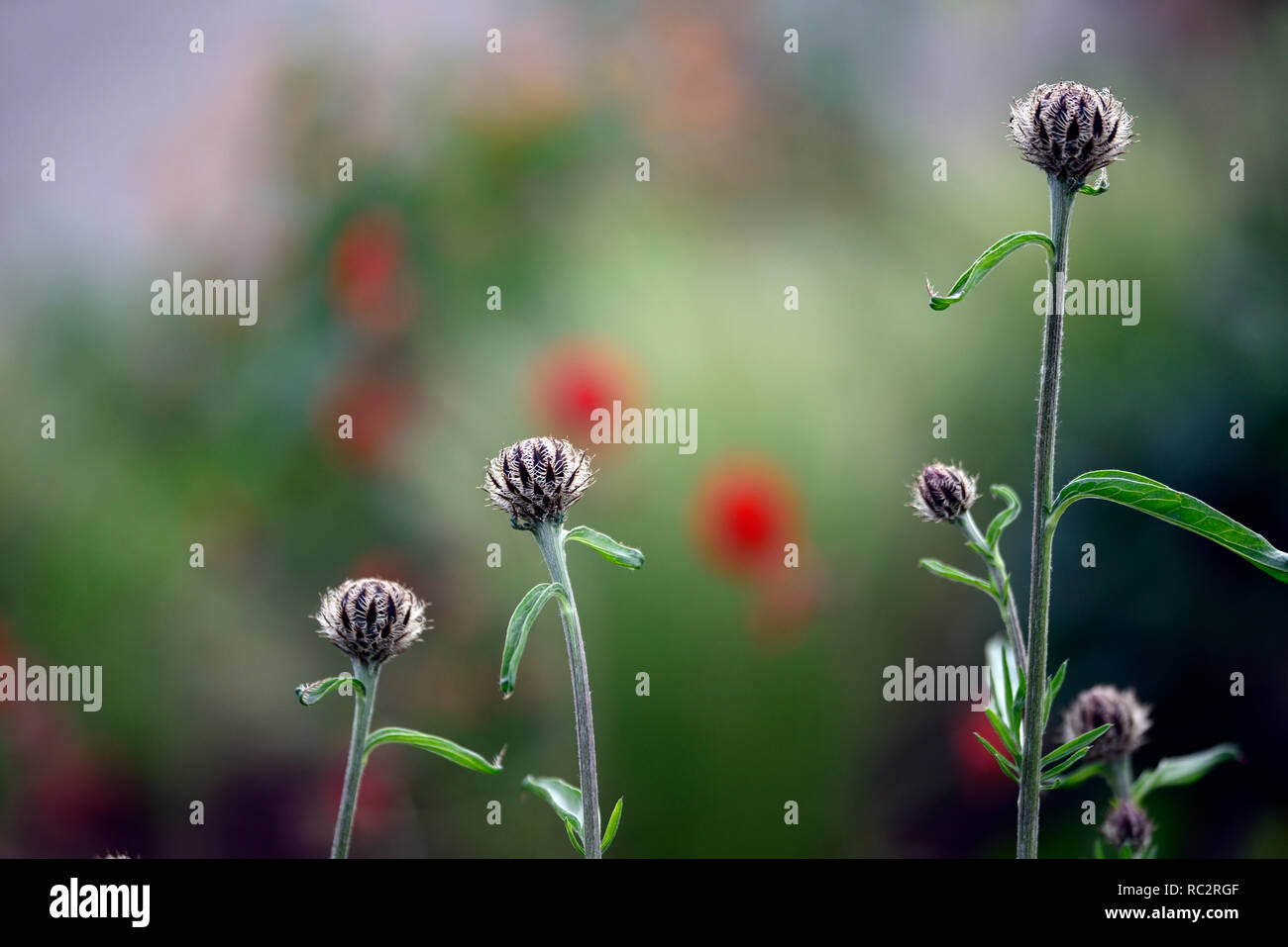 Distelartige pflanze -Fotos und -Bildmaterial in hoher Auflösung – Alamy