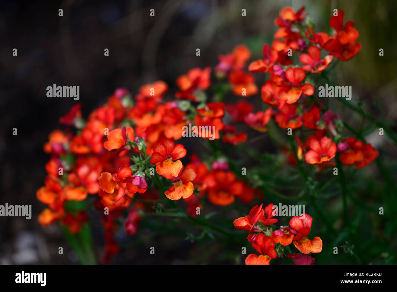 Nemesia Sunsatia Plus kleine Orange, Ausschreibung, mehrjährig, halb robustes jährliches, orange Blumen, Blüte, RM Floral Stockfoto