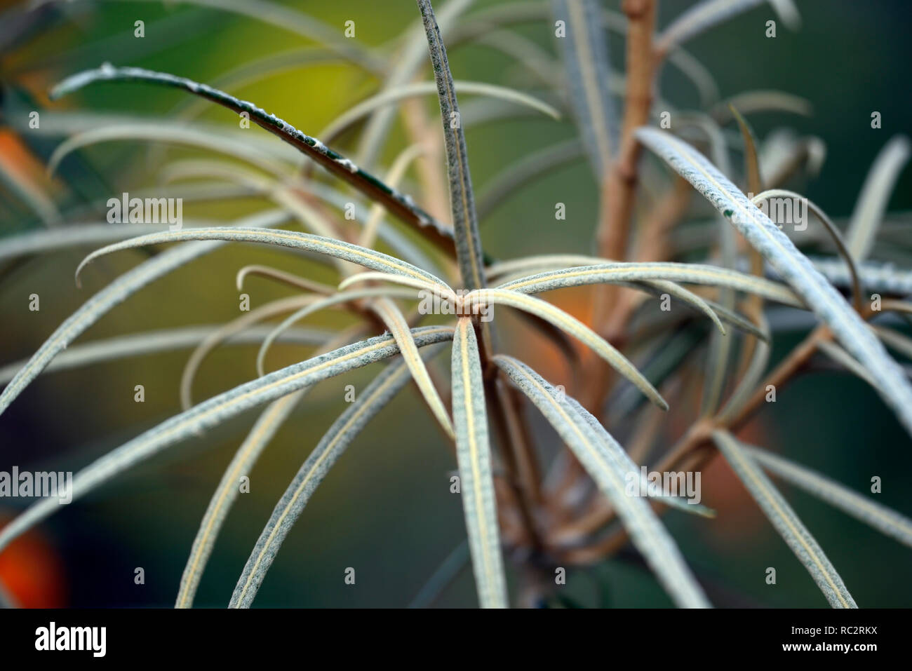 Olearia lacunosa, schmal, dunkel braun, Blätter, Laub, juvenile Baum, RM Floral Stockfoto