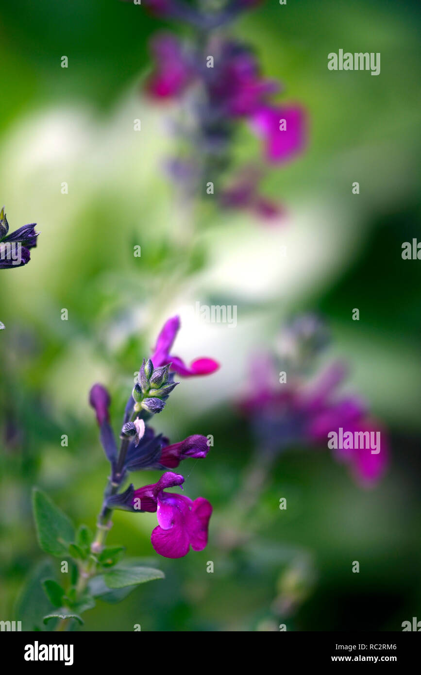 Salvia kann man wilde Wassermelone, rosa Blüten, Blütezeit, mehrjährig, blühende, RM Floral Stockfoto