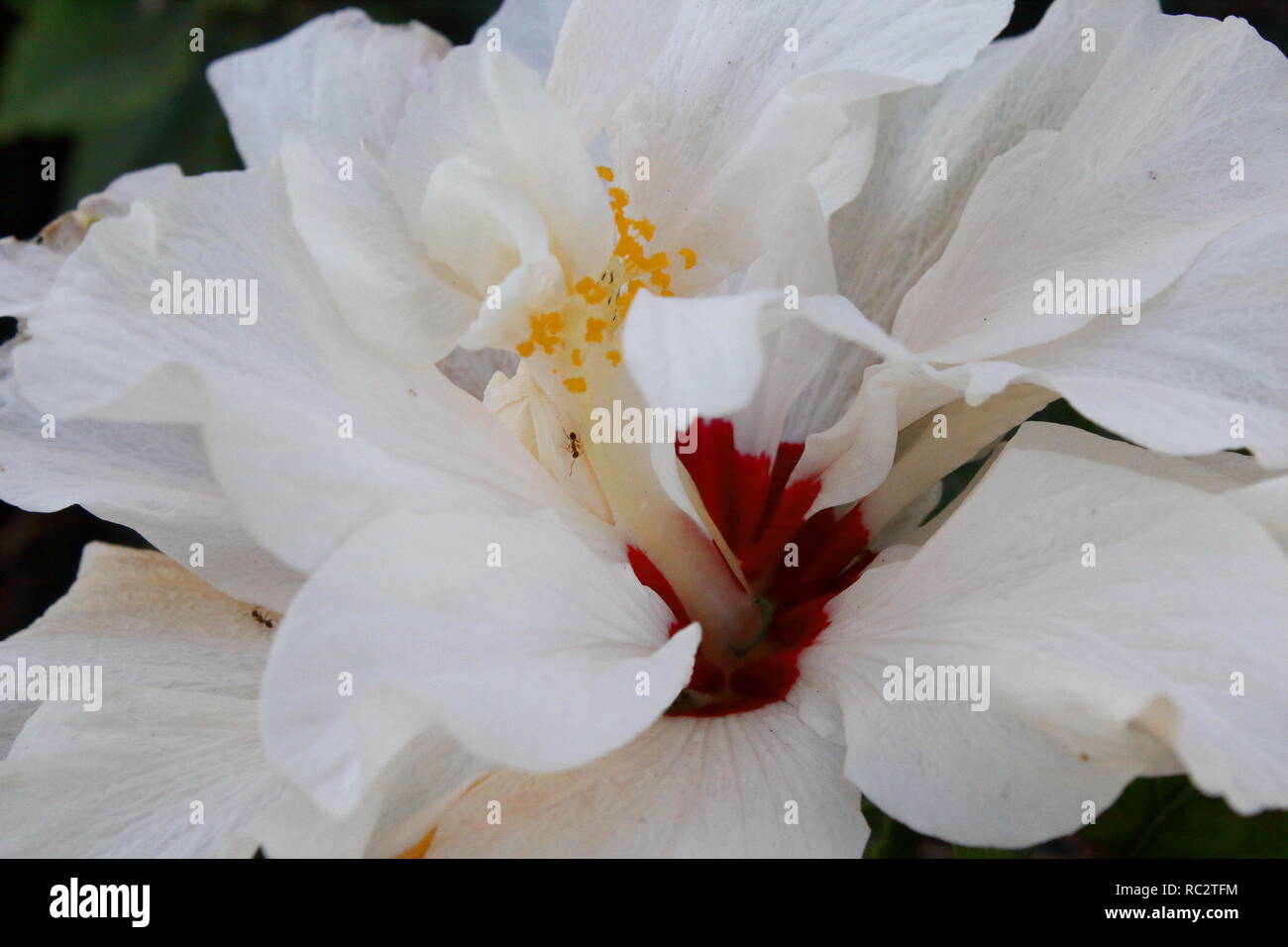 Flor cayena blanca En el parque. Weiße cayenne Blume im Park Stockfoto