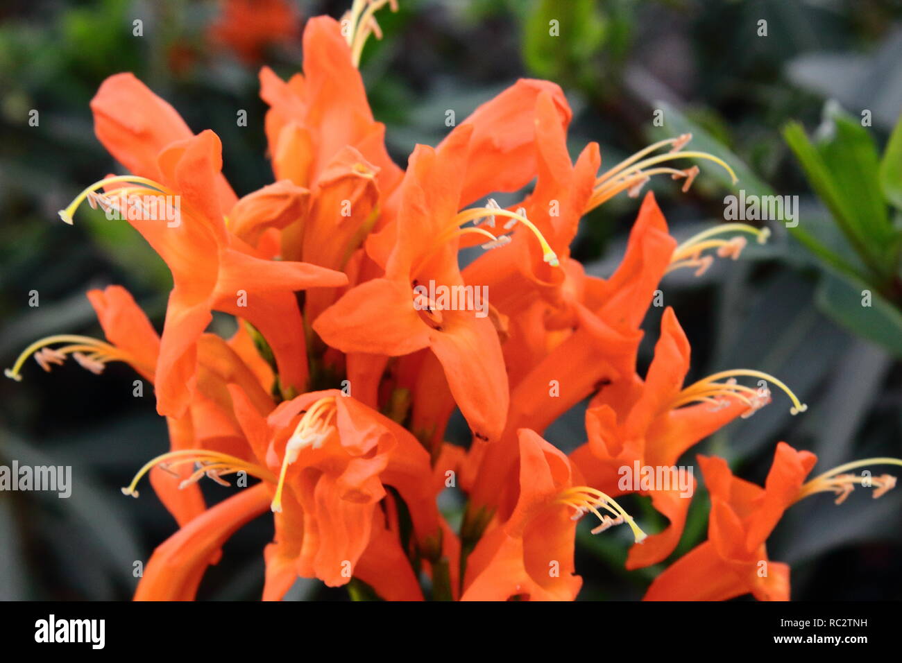 Flores naranja Makro. Orange Blumen Makro Stockfoto