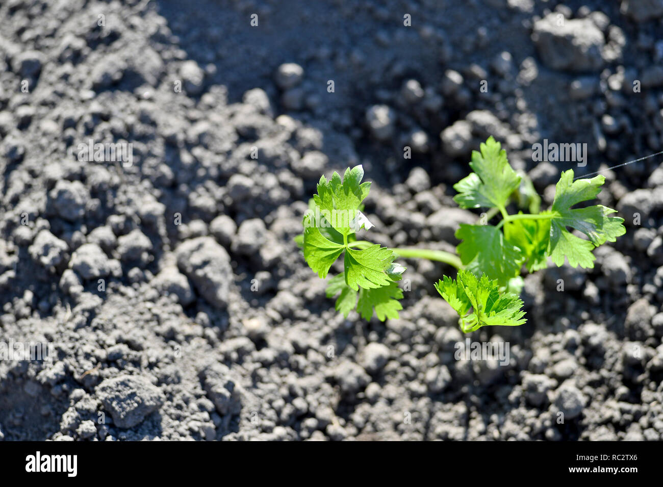 Eine junge grüne Sellerie Sämling in der offenen Boden Der Boden gepflanzt. Das Konzept der Landwirtschaft. Hintergrund. Stockfoto