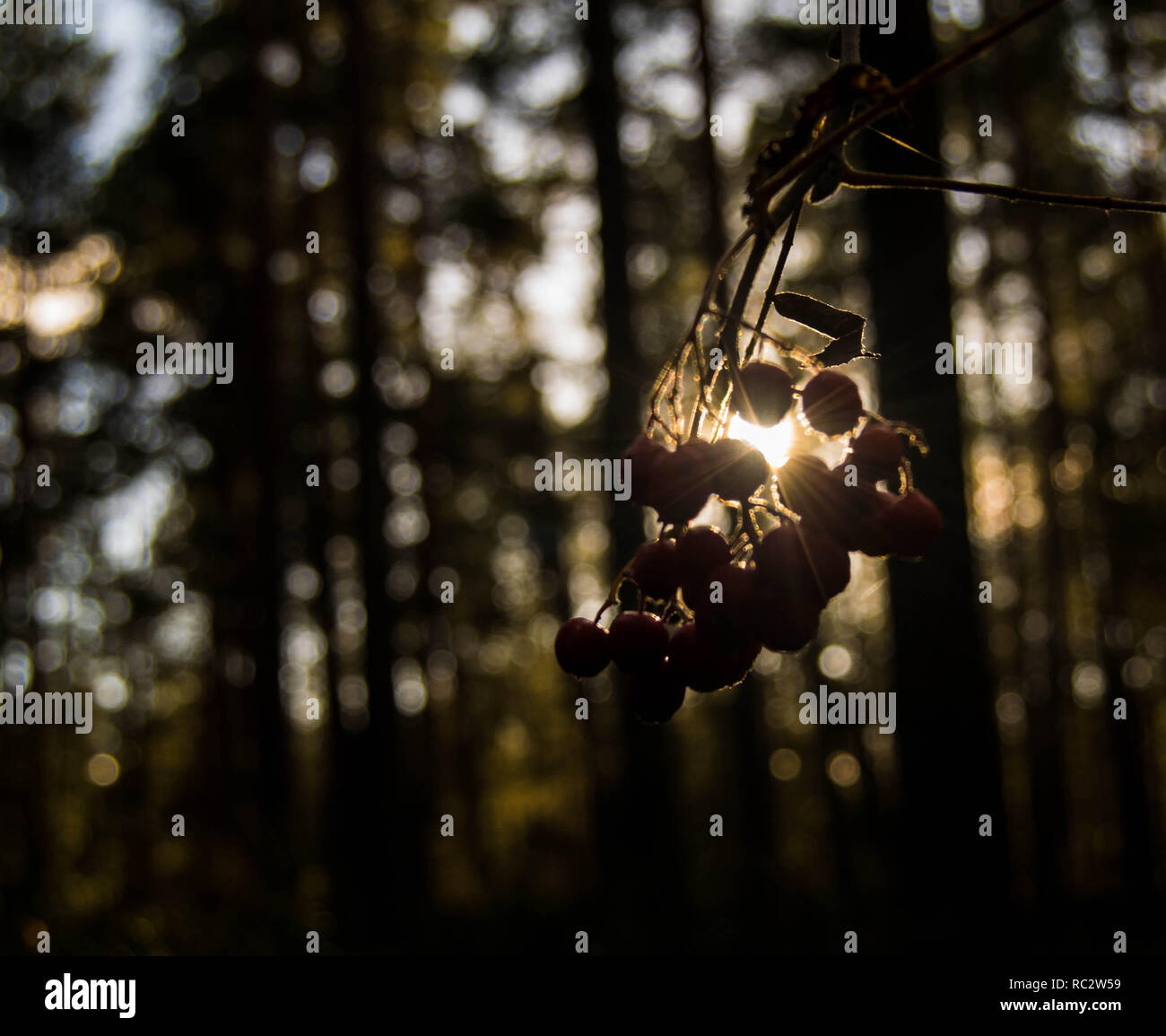 Wilde Beeren schuß direkt vor der Sonne ein Moody Kontrast shot mit Wald im Hintergrund zu machen. Stockfoto