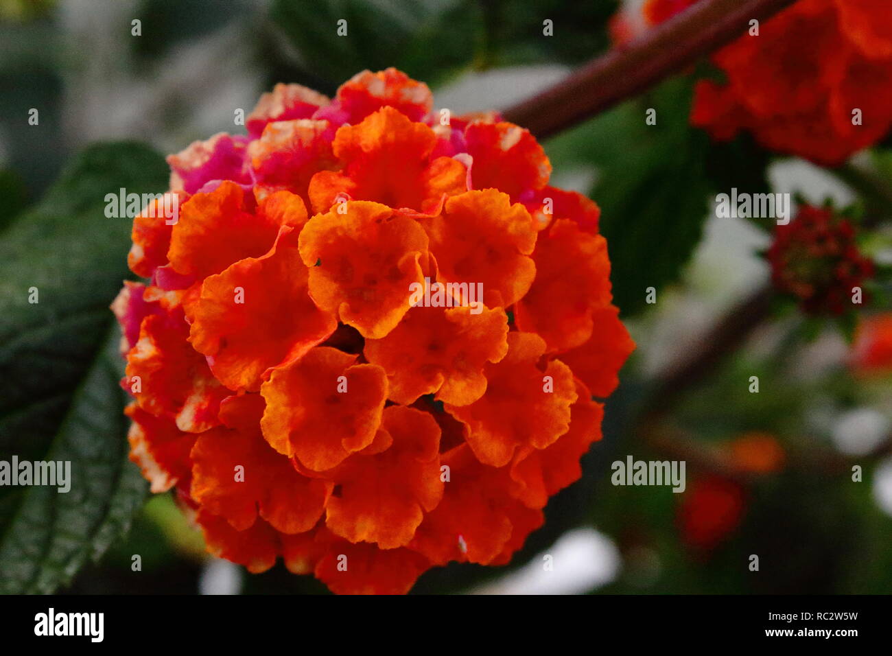 Flor roja Makro Makro rote Blume Stockfoto