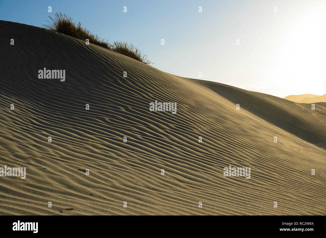 Sanddünen auf Wharariki Beach, New Zealnd Stockfoto