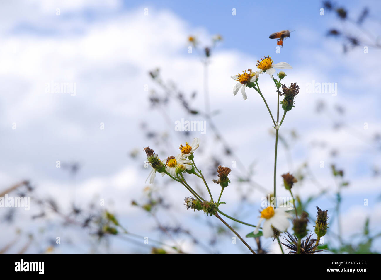 Gänseblümchen weiß Blume Blüte in der Natur gegen den blauen Himmel Hintergrund Stockfoto