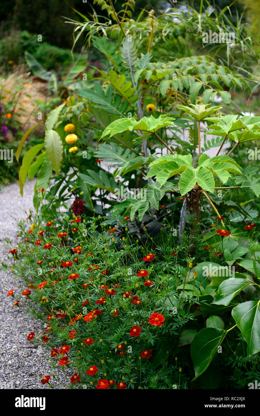 Tagetes Patula, Impatiens macrophylla, oreopanax capitatus, exotischen, tropischen Bett, Mix, Gemischt, Kombination, RM Floral Stockfoto