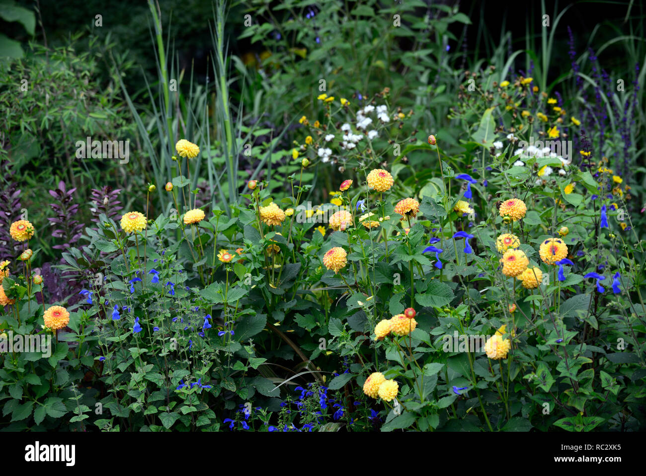 Dahlien und salvias Fotos und Bildmaterial in hoher Auflösung Alamy