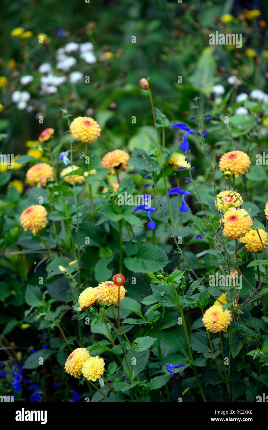 Dahlien und salvias Fotos und Bildmaterial in hoher Auflösung Alamy