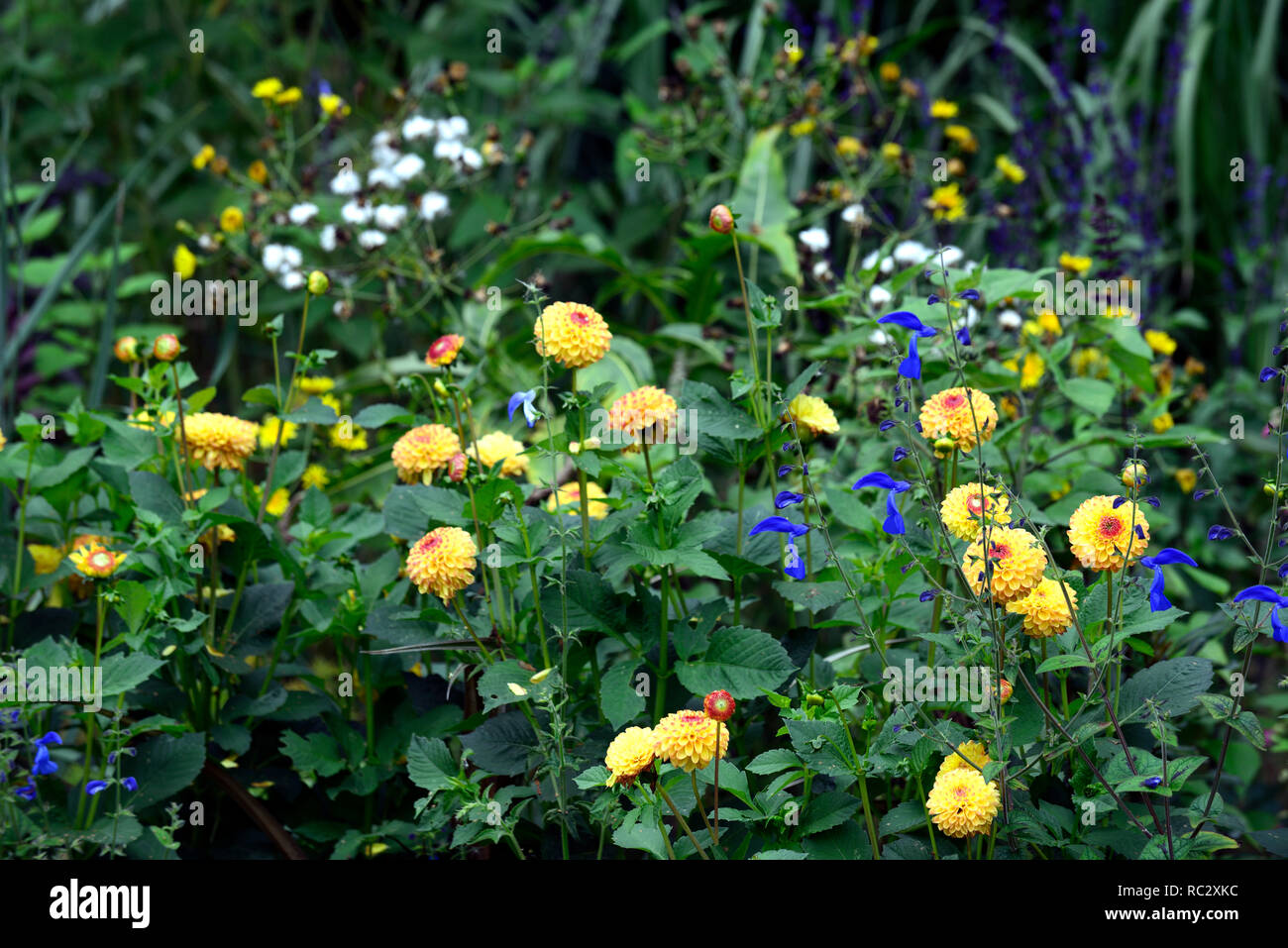 Dahlie Sunny Boy, gelbe Blumen, Kugel, Ball Dahlie Dahlien, Salvia