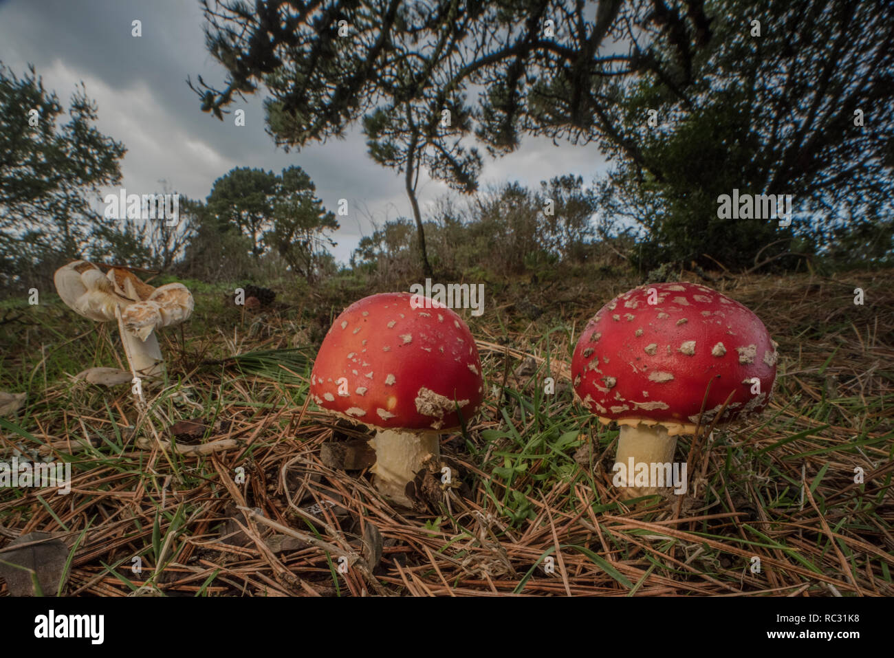Fly agaric Pilze (Amanita muscaria) eine giftige Fliegenpilz Arten über viel von der Welt zu finden. Wild wachsen im Park in Kalifornien. Stockfoto