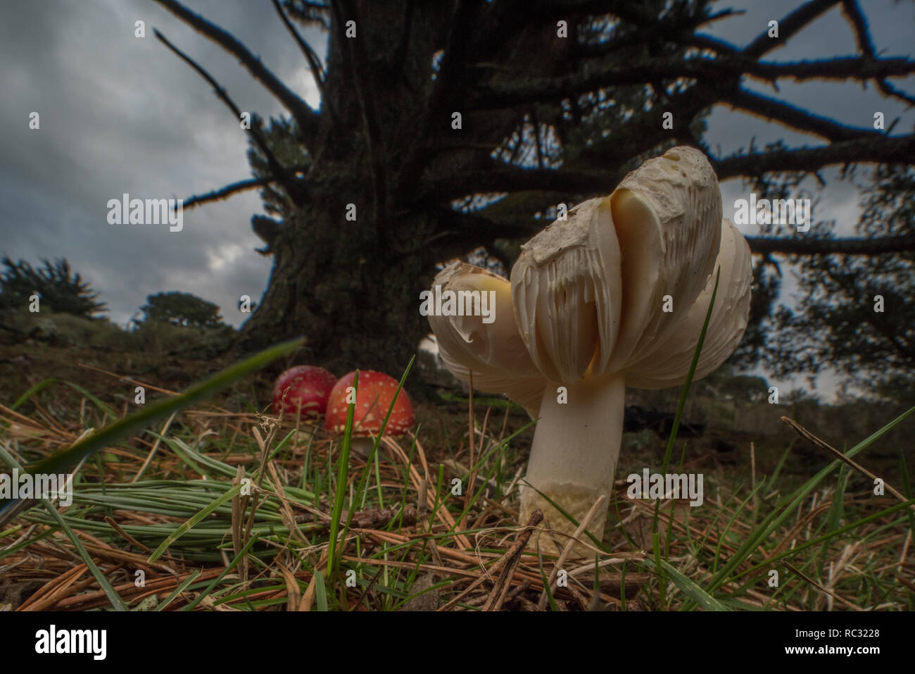 Fly agaric Pilze (Amanita muscaria) eine giftige Fliegenpilz Arten über viel von der Welt zu finden. Wild wachsen im Park in Kalifornien. Stockfoto