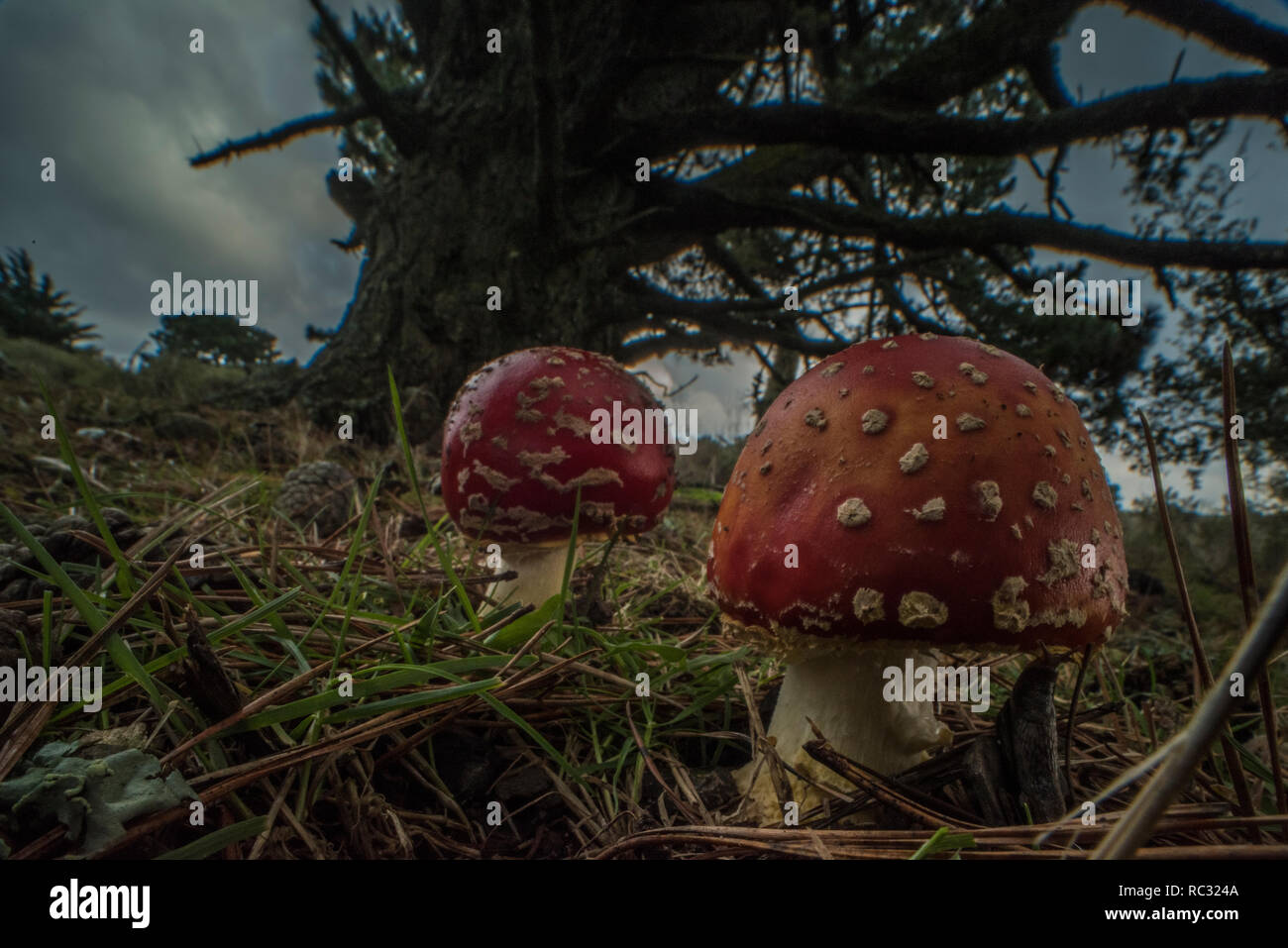 Fly agaric Pilze (Amanita muscaria) eine giftige Fliegenpilz Arten über viel von der Welt zu finden. Wild wachsen im Park in Kalifornien. Stockfoto