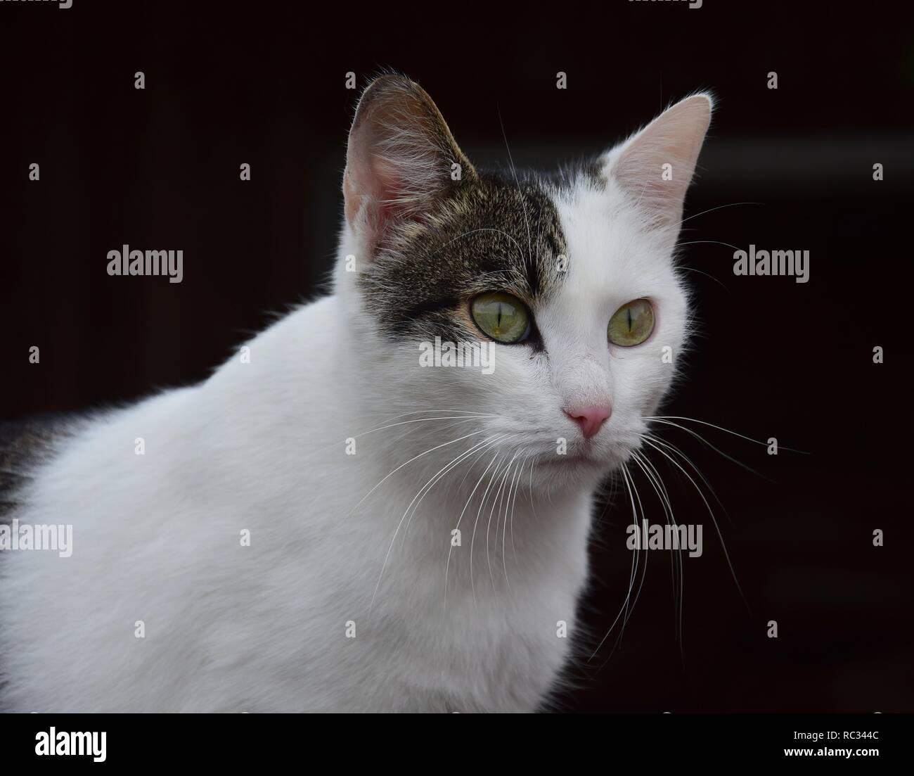 Porträt einer Hauskatze, bi-farbigen, Weiß und Tabby, mit grünen Augen. Der dunkle Hintergrund. Die Katze ist aufmerksam. Stockfoto