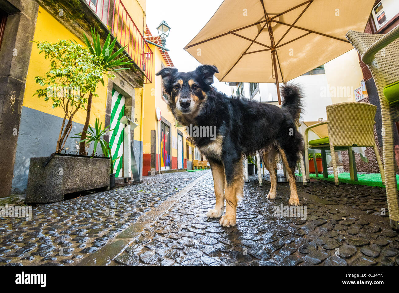 Großer Hund draußen ein Restaurant im Freien, in den engen Gassen in Funchal, Madeira. Stockfoto