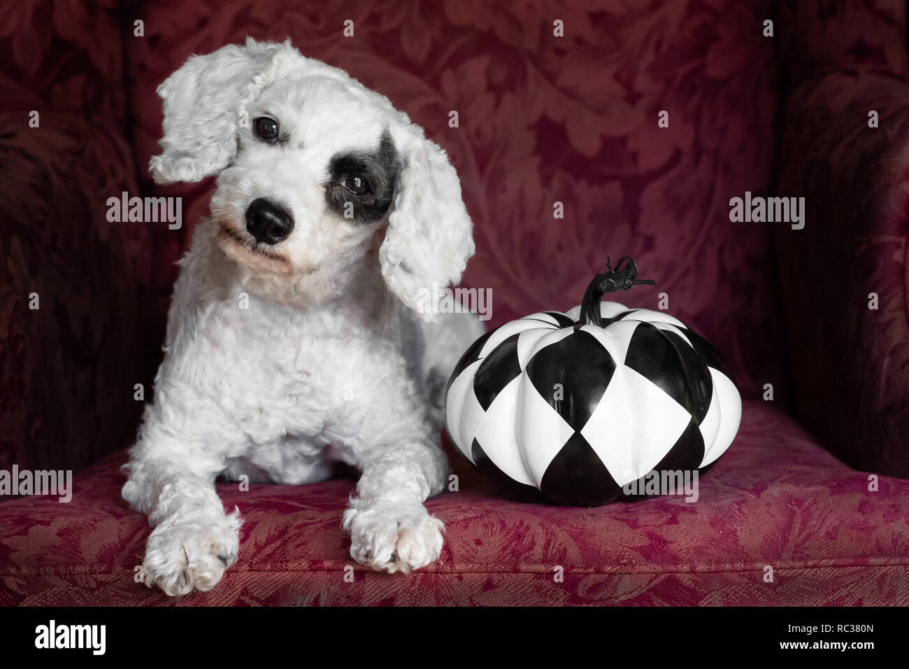 Weißer Hund mit schwarzem Auge spot Verlegung mit schwarzen und weißen  Kürbis auf Stuhl innen Stockfotografie - Alamy