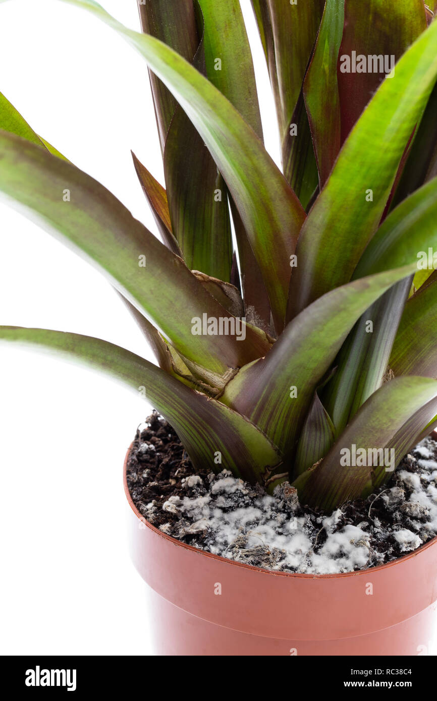 Schimmel auf der Erde im Blumentopf mit der Anlage Stockfoto