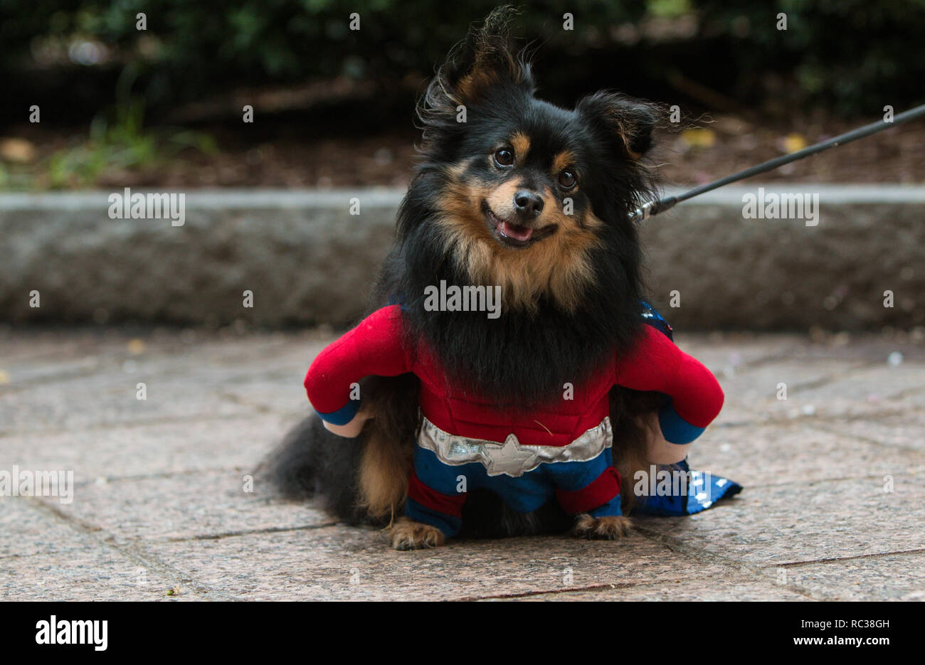 Einen niedlichen Hund trägt ein Superheld Kostüm hat einen seltsamen Ausdruck bei Doggy Con, ein Hund kostümwettbewerb am 18. August 2018 in Atlanta, GA. Stockfoto