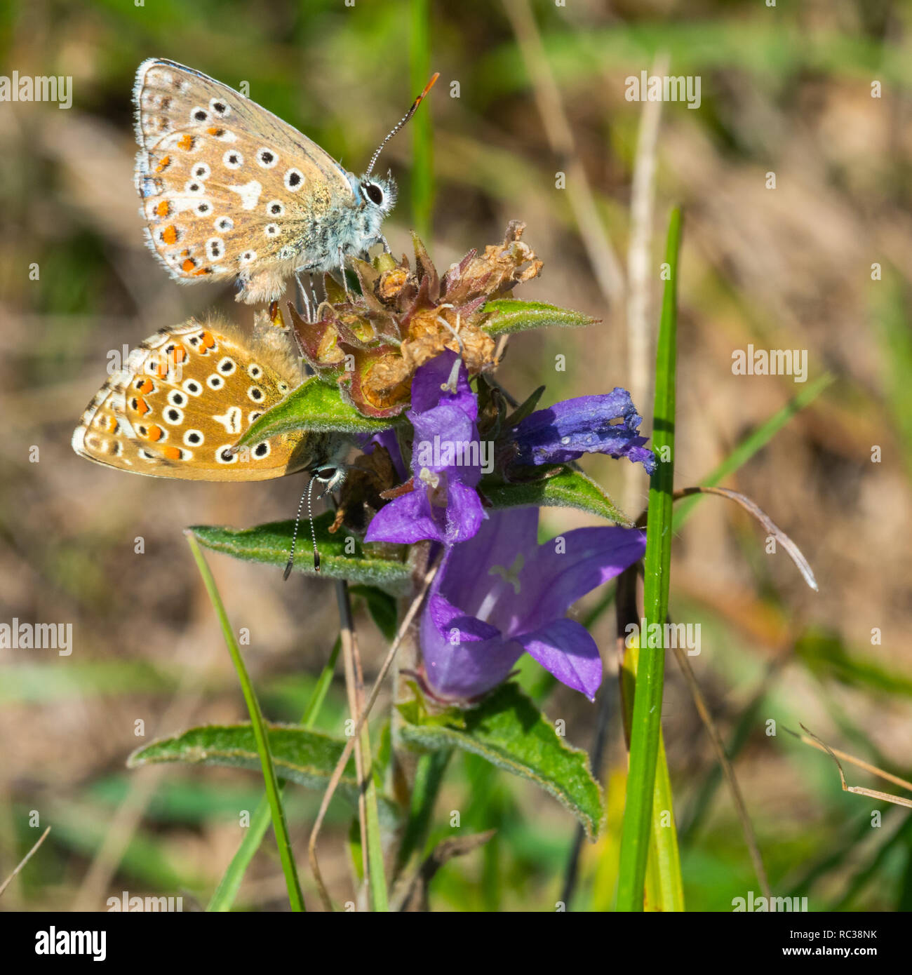 Adonis blau (Polyommatus bellargus) Schmetterlinge Verpaarung. Stockfoto