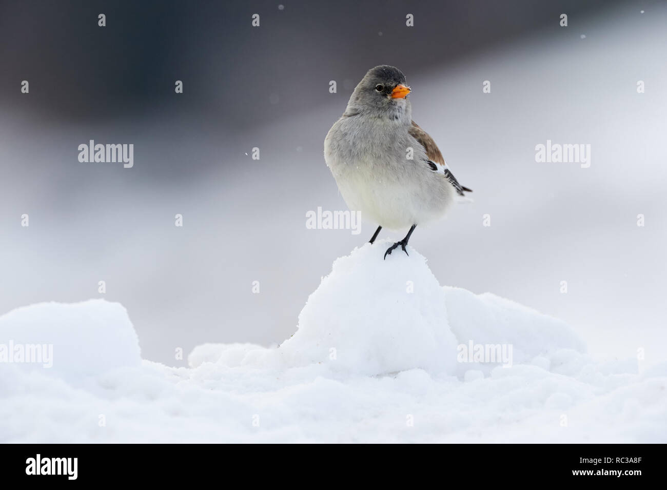 Weiß-winged Snowfinch fotografiert im Winter auf Schnee Stockfoto