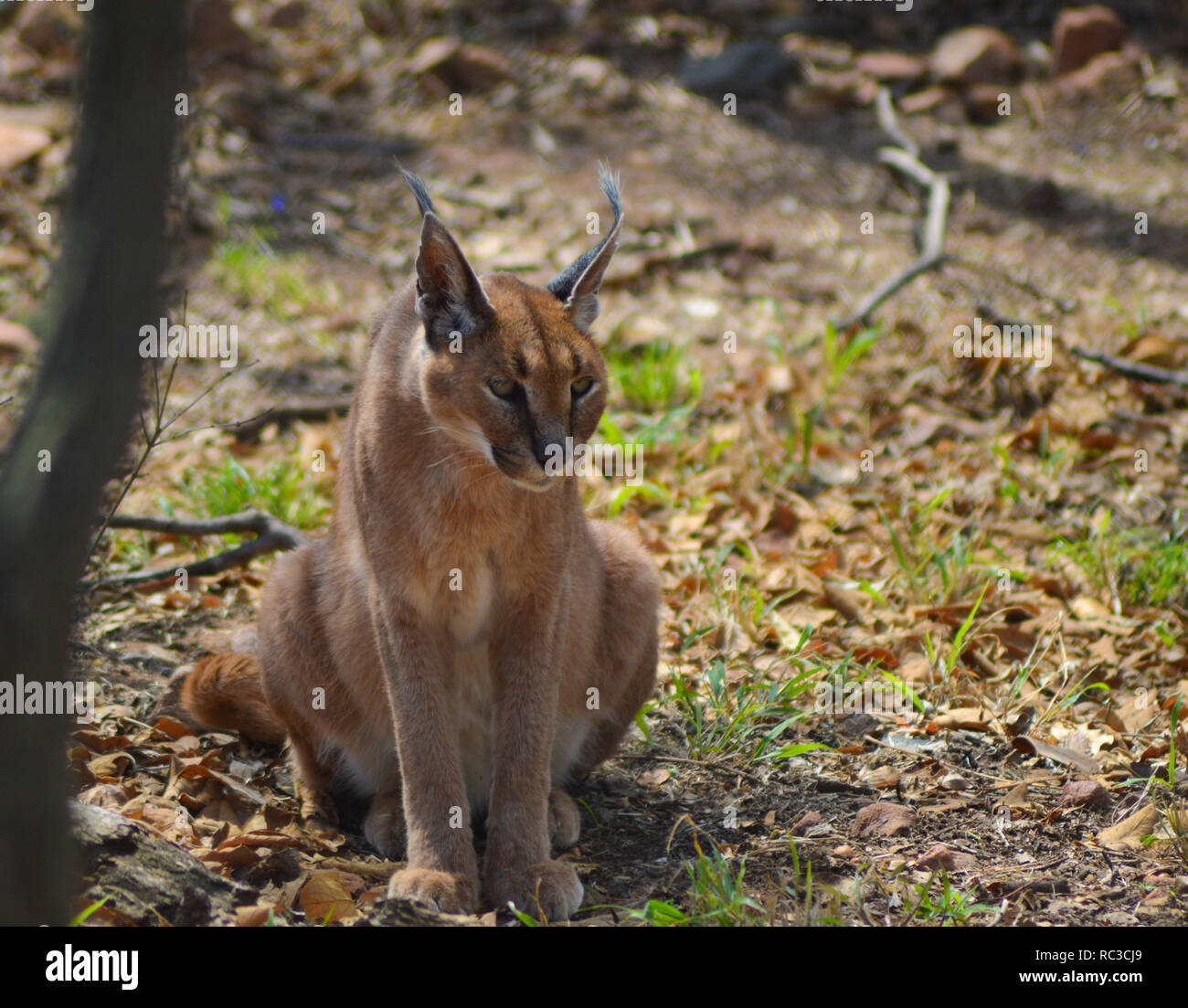 Afrikanische goldene katze caracal aurata Fotos und Bildmaterial in