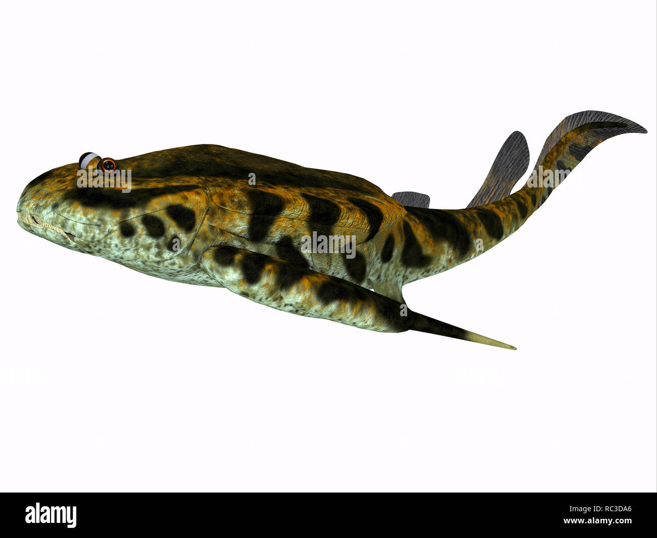 Bothriolepis Fisch - Bothriolepis wurde eine aquatische placoderm Fische, die während der devonzeit im Süßwasser und in der Nähe der Ufer marine Umgebungen lebten. Stockfoto