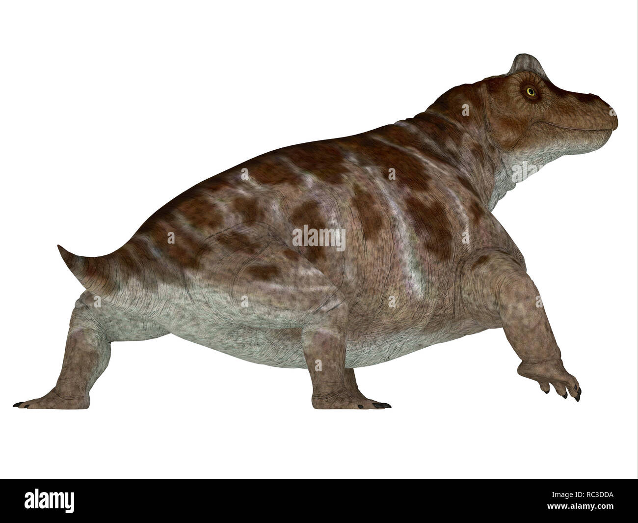 Tapinocephalian therapsiden Fotos und Bildmaterial in hoher Auflösung