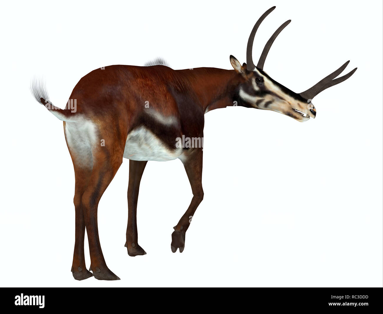 Kyptoceras Säugetier - Kyptoceras wurde eine Antilope Säugetier, die auf den Ebenen von Nordamerika während des Miozän lebte. Stockfoto