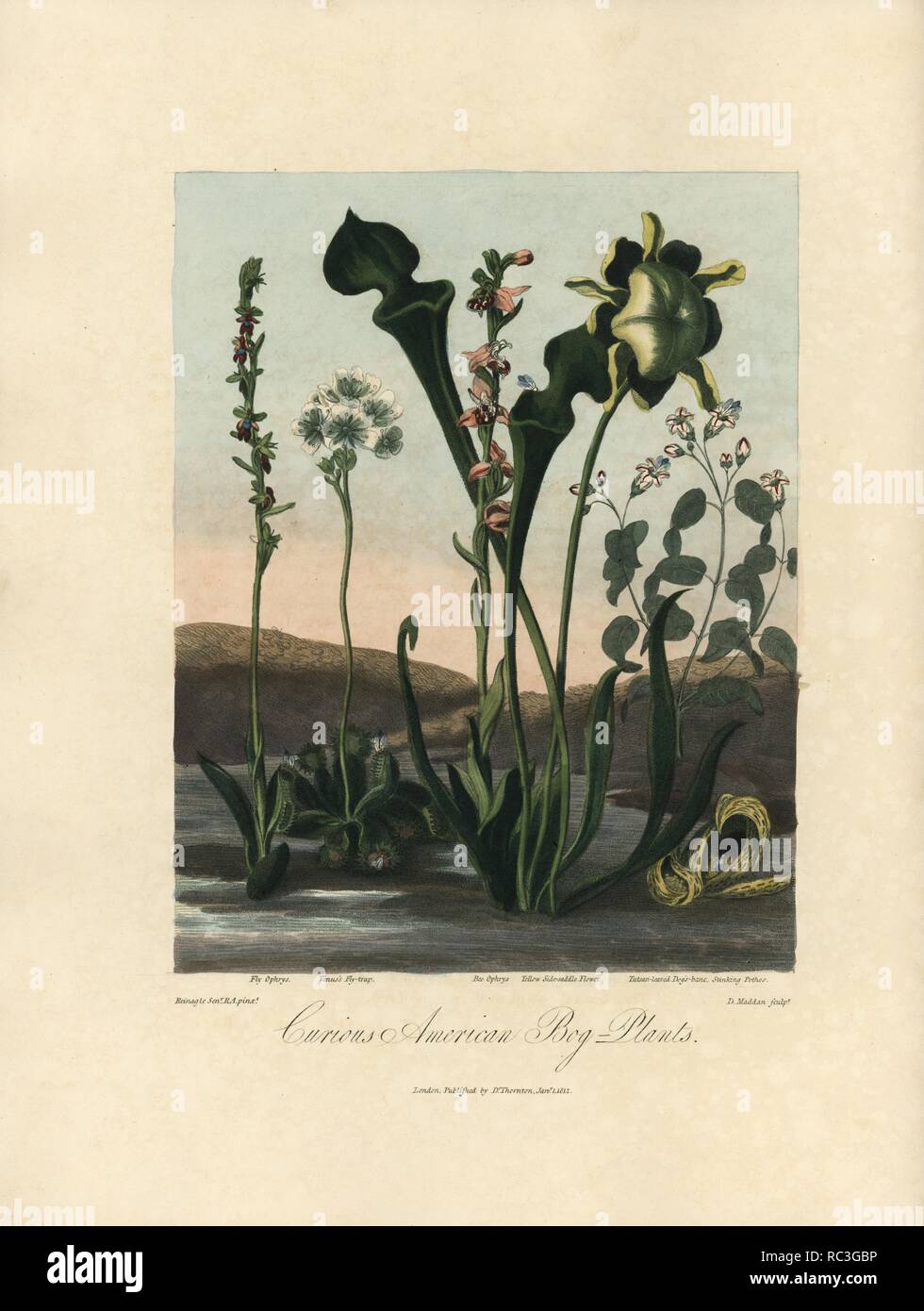 Neugierig amerikanischen Werken bog: fly Orchidee, Ophrys insectifera; Venus Flytrap, Dionaea muscipula; Bienen-ragwurz, Ophrys apifera; gelb Damensattel Blume, Sarracenia flava; Tutsan-leaved dogbane, Apocynum cannabinum, und stinkenden Pothos, Symplocarpus Purpurascens. Von Philip Reinagle Sr., gestochen von D. Maddan gemalt. Papierkörbe Walze Kupferstich von Dr. Robert Thornton's 'Tempel der Flora, 'Lotterie edition, London, 1812. Stockfoto