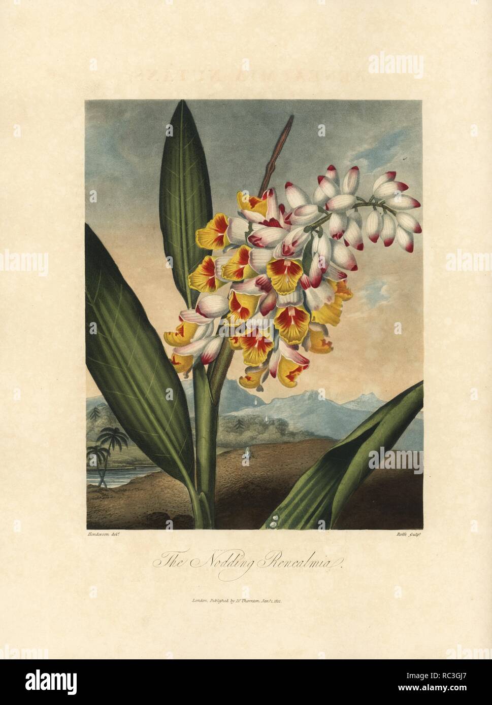 Nickend, renealmia Renealmia nutans. Von Peter Henderson, gestochen von Roffe gemalt. Papierkörbe Walze Kupferstich von Dr. Robert Thornton's 'Tempel der Flora, 'Lotterie edition, London, 1812. Die Illustrationen waren ein Mix aus der Aquatinta, schabkunst und Walze auf Stiche von Hand beendet. Stockfoto