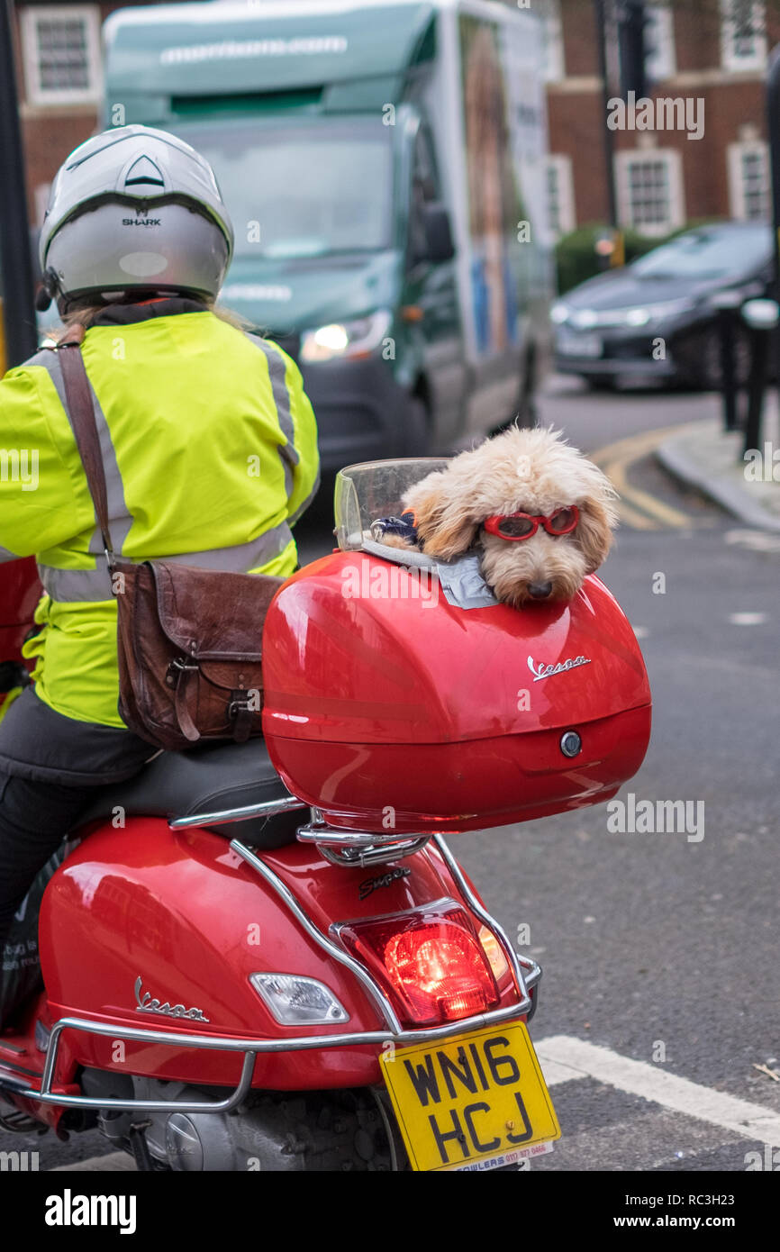 London, UK, 13. Januar 2019. Ein Hund genießt einen lauen Tag in einen  Träger auf der Rückseite der roten Vespa Roller Motorrad in Muswell Hill,  North London Quelle: Jon Rosenthal/Alamy leben Nachrichten