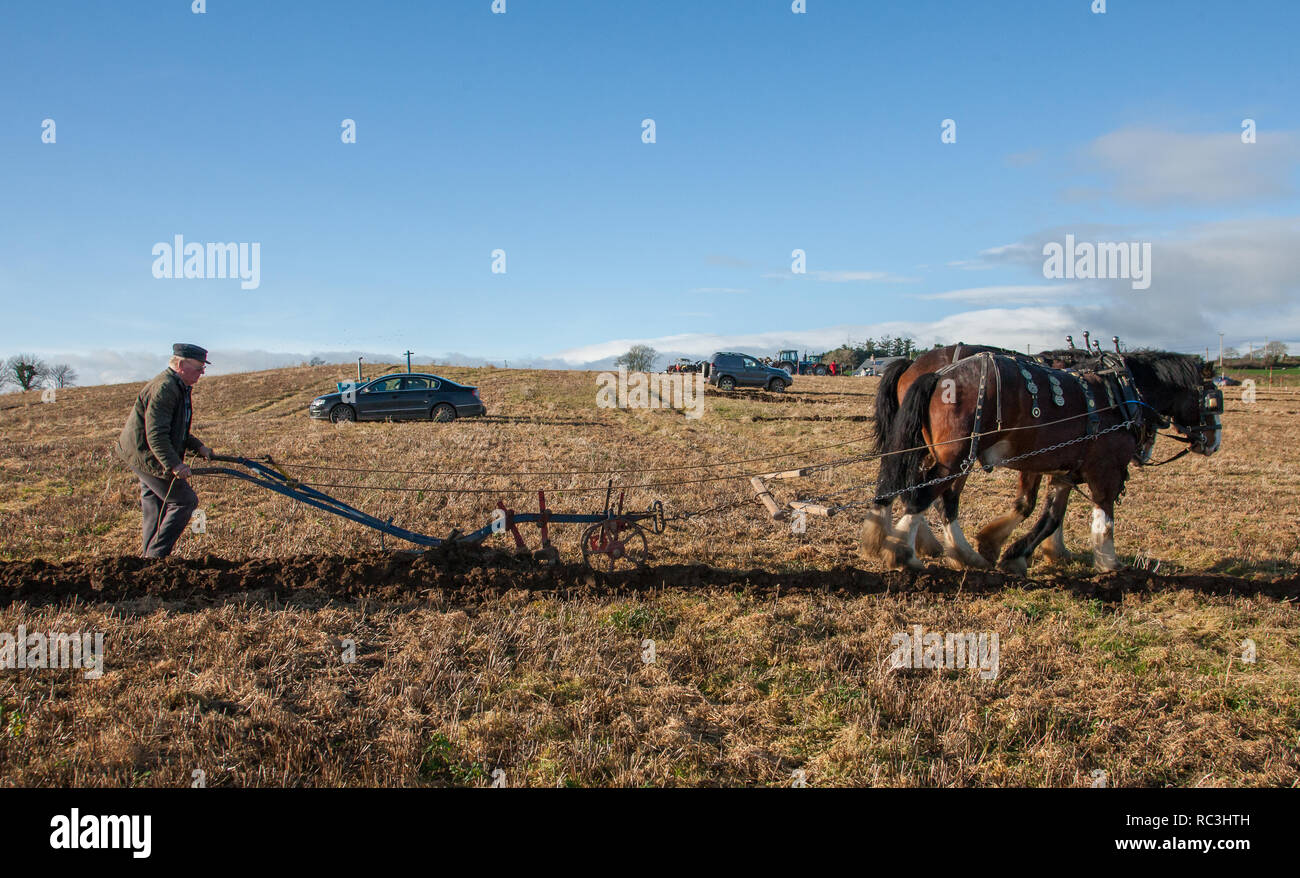 Clonakilty, Cork, Irland. 13. Januar, 2019. Colman Cogan aus Co Sligo mit seinem Team der Pferde Ned und Ted an der West Cork Pflügen Vereinigung übereinstimmen, die auf dem Bauernhof von Tom und Liz Nyhan, Casheliskey, Clonakilty, Co.Cork abgehalten wurde. Quelle: David Creedon/Alamy leben Nachrichten Stockfoto