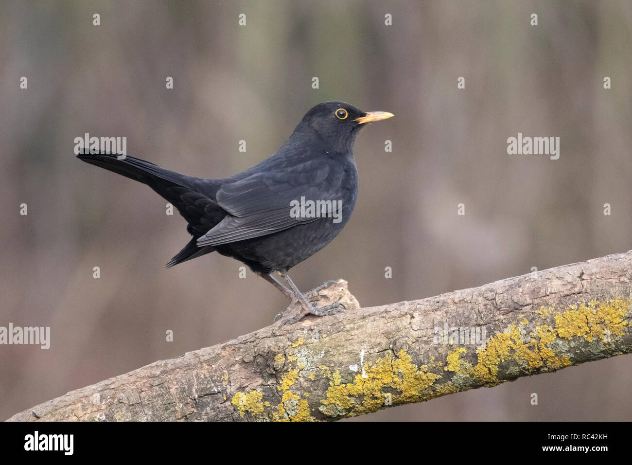 Amsel Turdus marula Stockfoto