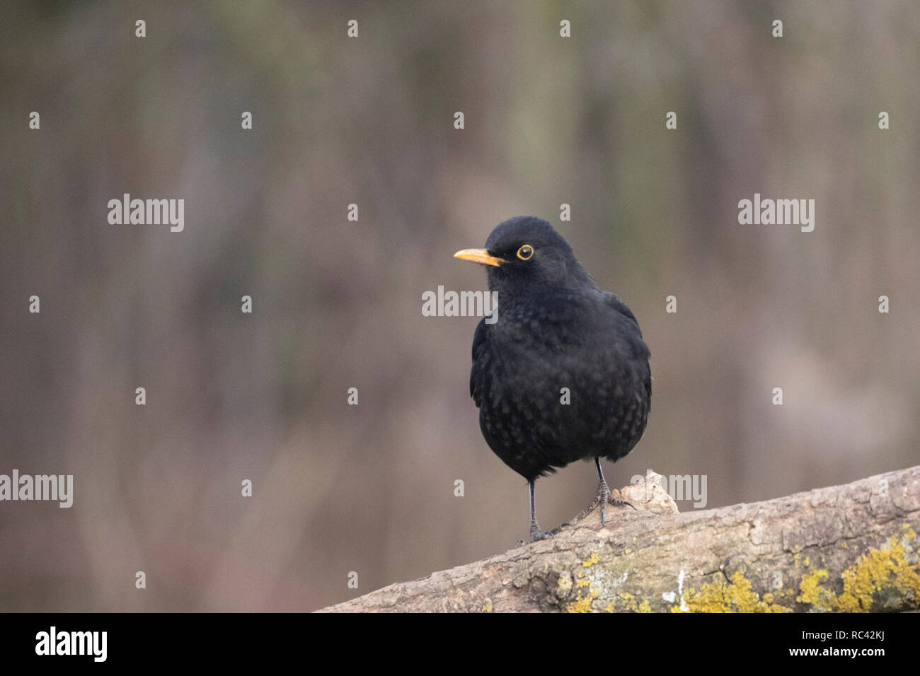 Amsel Turdus marula Stockfoto