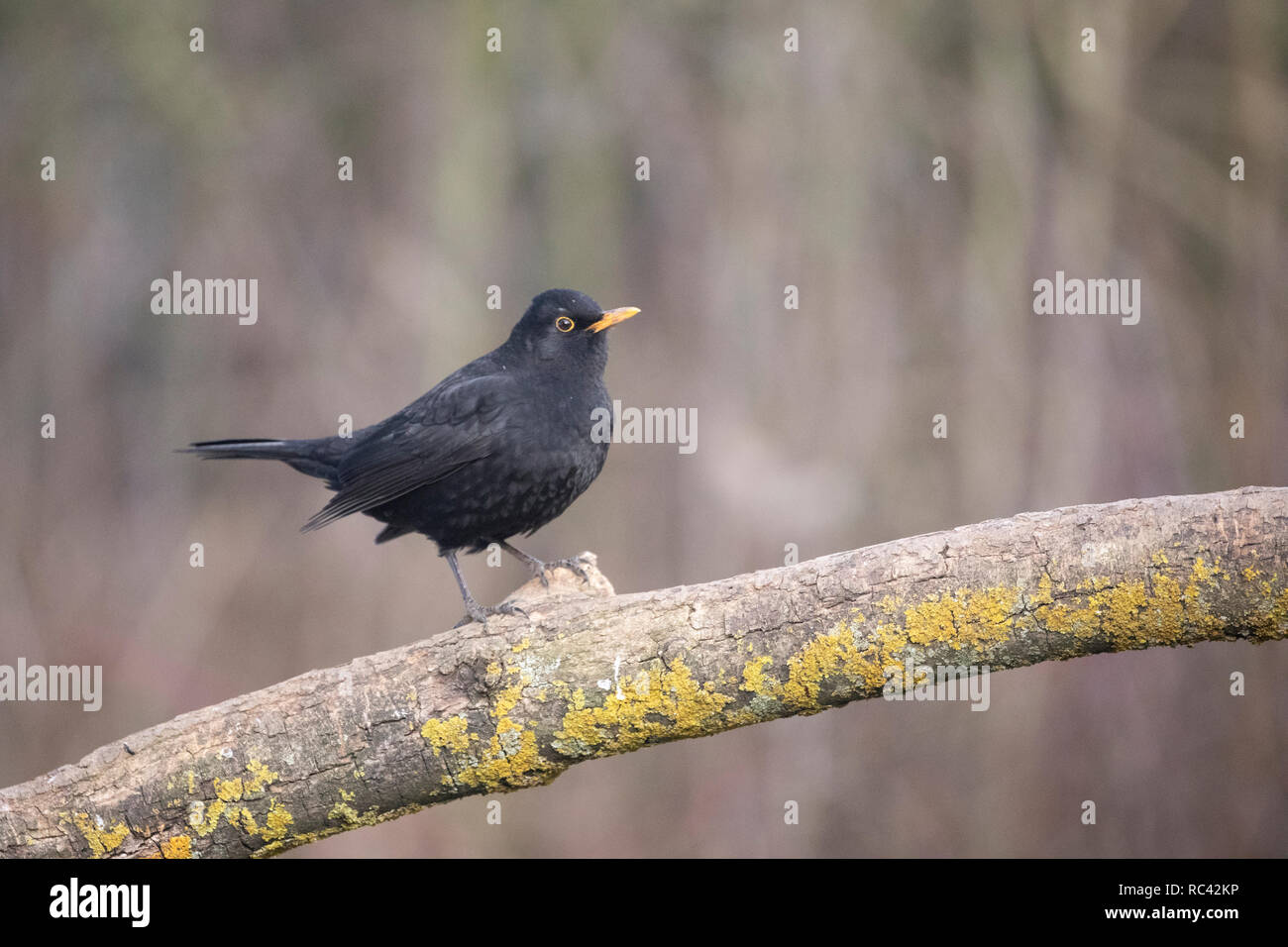 Amsel Turdus marula Stockfoto