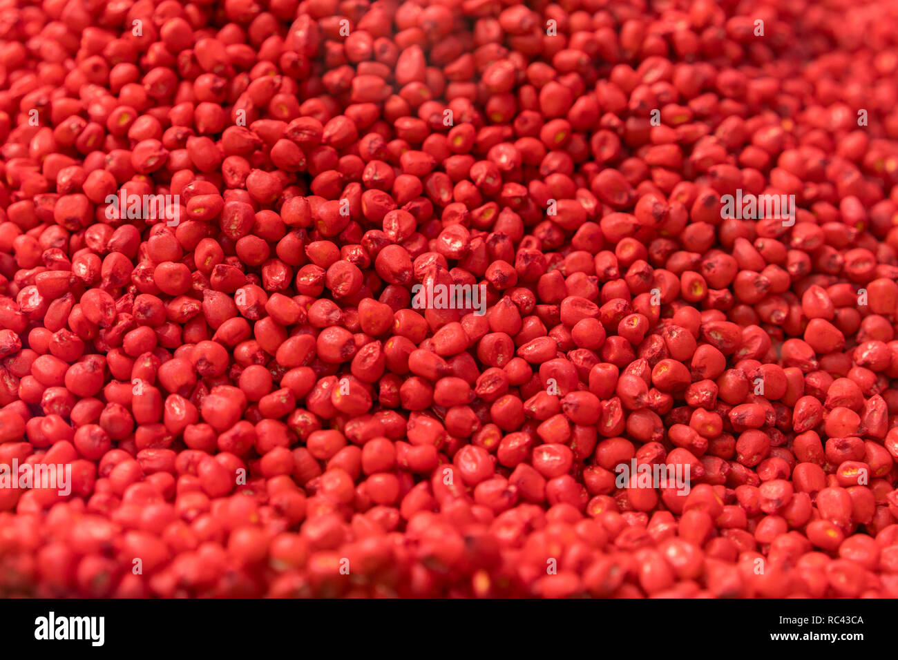 Rot von chemisch behandeltem Maissaatgut. Behandelt bunten Mais Saatgut fr  die Aussaat bereit ist. Wissenschaft angewendet in der landwirtschaftlichen  Industrie fr frhe Pflanzenschutz Stockfotografie - Alamy