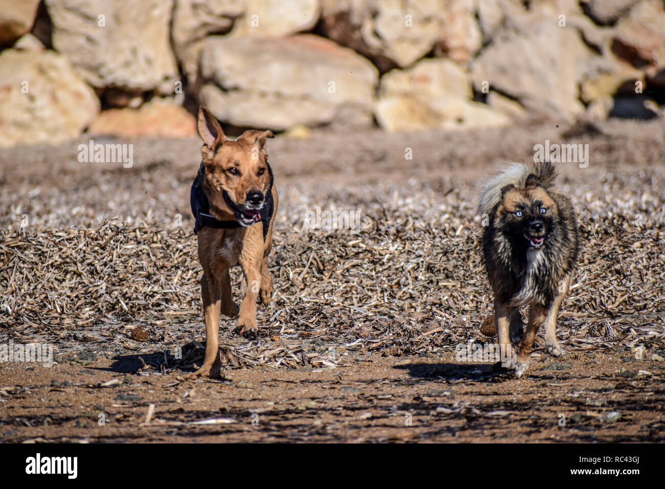 Schöne Hunde jagen einander am Strand Stockfoto