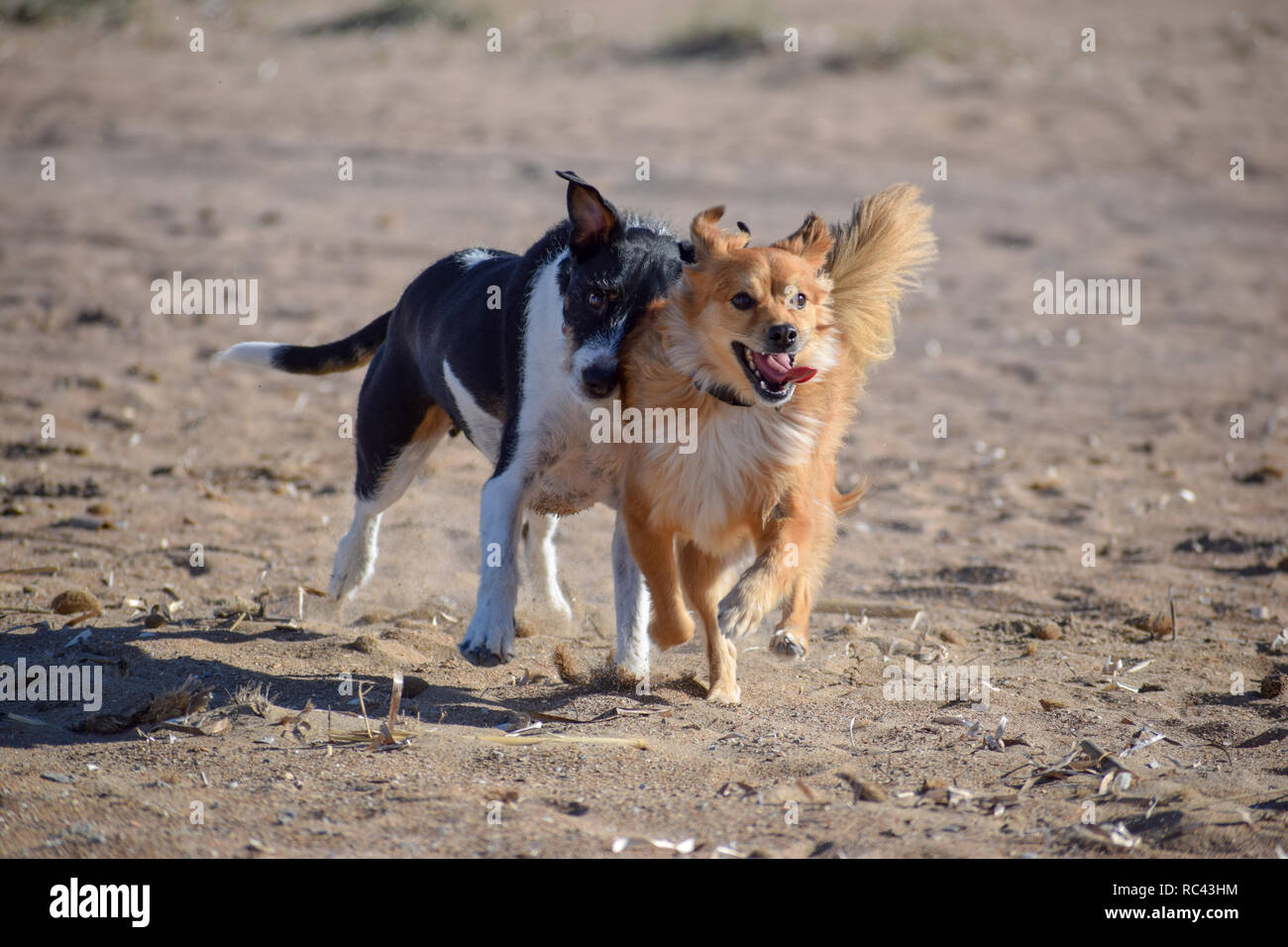 Schöne Hunde gegenseitig jagen in den Strand Stockfoto