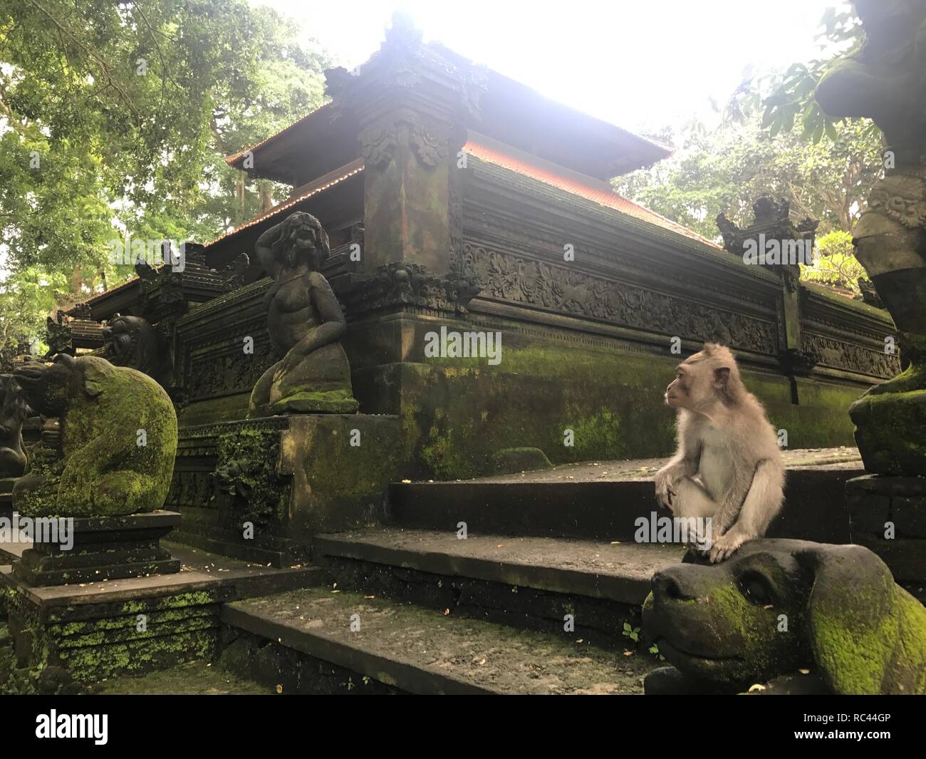 Affen im Monkey Forest in Ubud Stockfoto