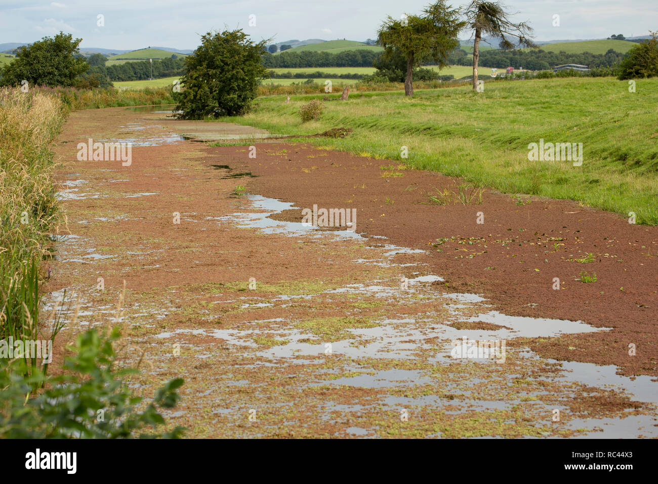 Wasser Farn, manchmal als Moskito, Farn Azolla filiculoides, wächst an der Lancaster Canal im August in der Nähe von Farleton fiel, Cumbria. Der Farn ist ein n Stockfoto