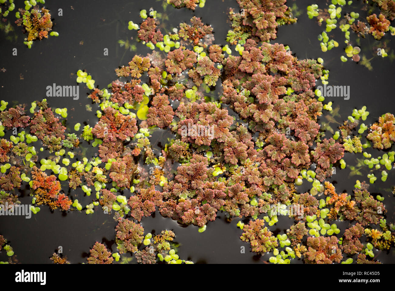 Wasser Farn, manchmal als Moskito, Farn Azolla filiculoides, wächst an der Lancaster Canal im August in der Nähe von Farleton fiel, Cumbria. Der Farn ist ein n Stockfoto