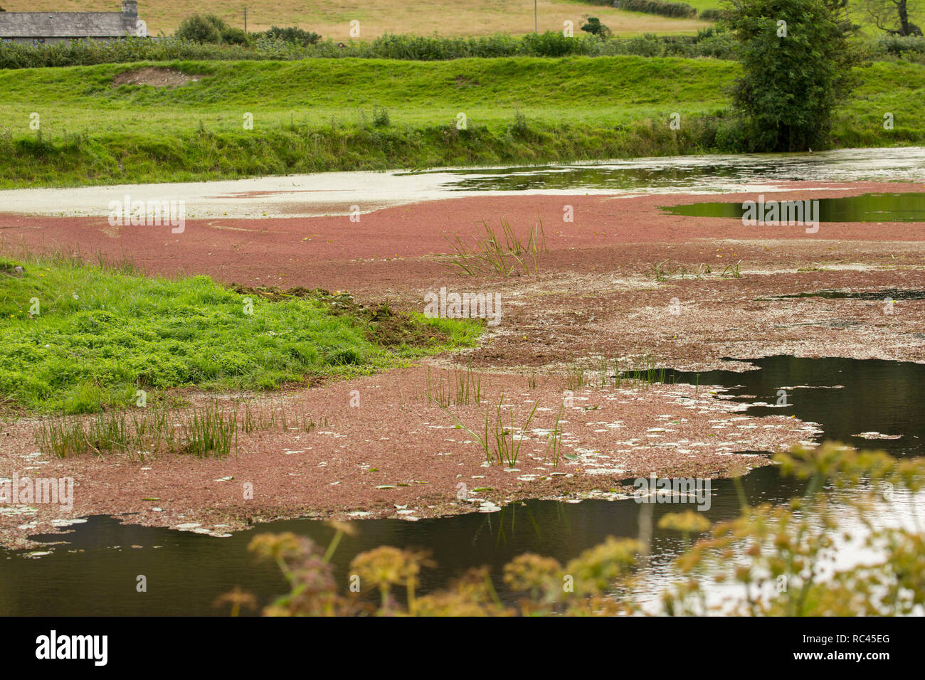 Wasser Farn, manchmal als Moskito, Farn Azolla filiculoides, wächst an der Lancaster Canal im August in der Nähe von Farleton fiel, Cumbria. Der Farn ist ein n Stockfoto
