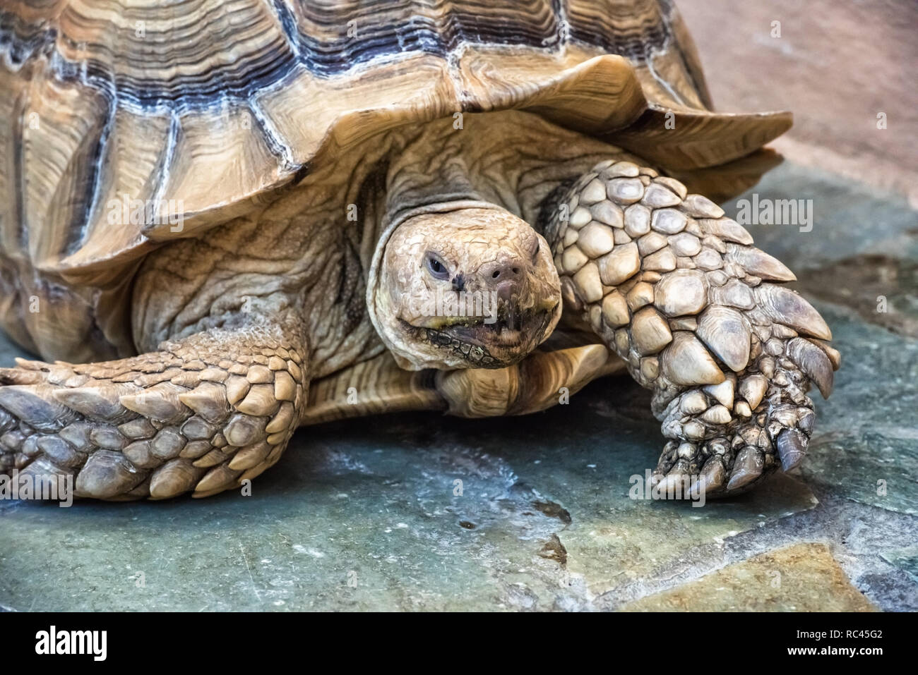 Portrait von groß beige und braun Afrikanischen trieb Schildkröte. Sie ist es, die gefährdeten Arten auch als Geochelone sulcate bekannt. Gepanzerte Tier kriechen auf Stockfoto